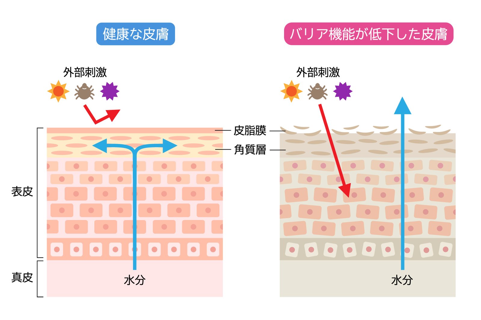 健康な皮膚とバリア機能が低下した皮膚を比べた図